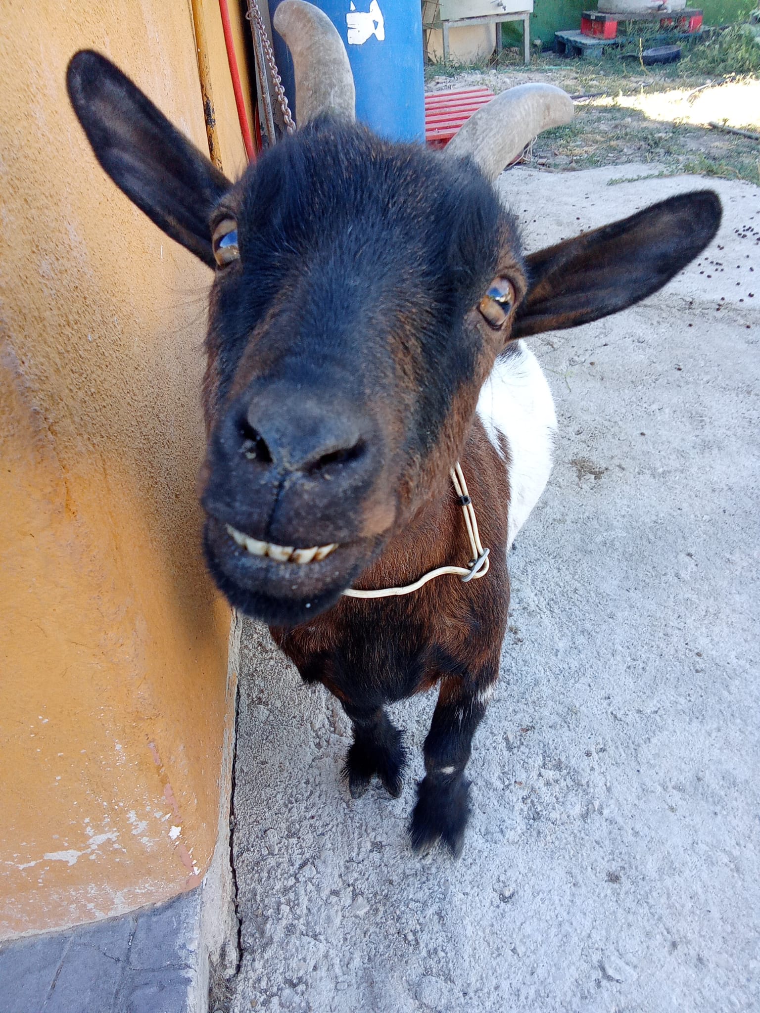 Primeras mascotas a escena en la campaña #VillaMascotas